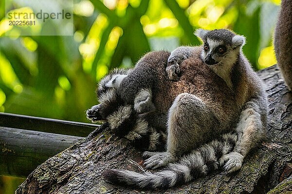 Lemuren in natürlicher Umgebung  Nahaufnahme  Porträt des Tieres auf Guadeloupe au Parc des Mamelles  in der Karibik. Französische Antillen  Frankreich  Europa