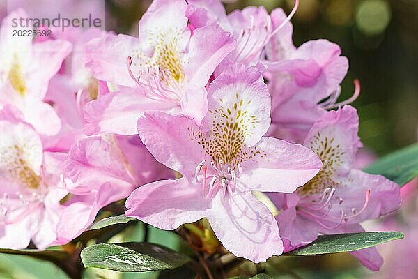 Rhododendron (Azalee) blüht in verschiedenen Farben im Frühlingsgarten. Nahaufnahme. Unscharfer Hintergrund