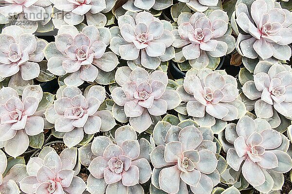 Kleine sukkulente Pflanzen Hintergrund. Gewächshaus  Draufsicht  florale Textur