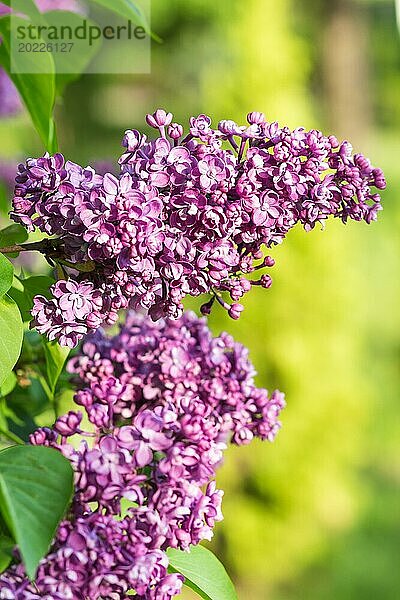 Blühender Flieder im botanischen Garten im Frühling