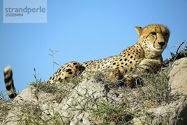 Ein Gepard liegt auf einem Hügel und beobachtet die Umgebung