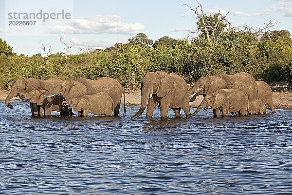 Elefantenherde beim trinken im Chobe Nationalpark in Botswana