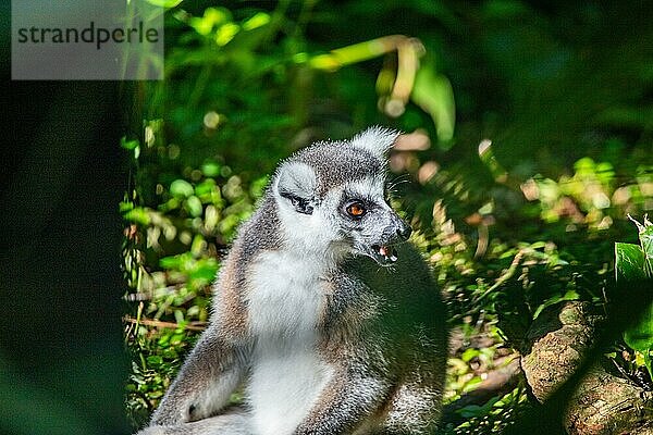 Lemuren in natürlicher Umgebung  Nahaufnahme  Porträt des Tieres auf Guadeloupe au Parc des Mamelles  in der Karibik. Französische Antillen  Frankreich  Europa