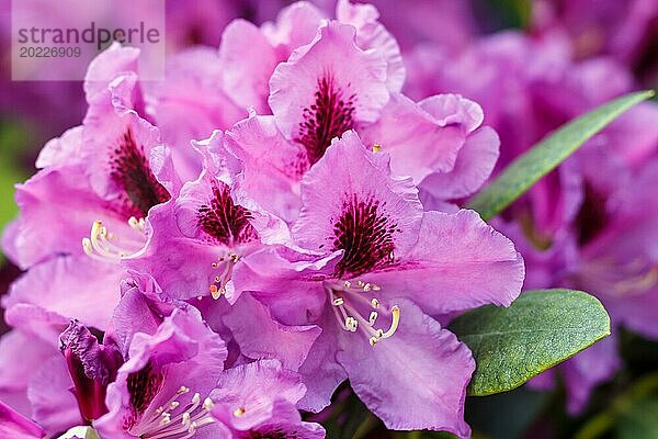 Rhododendron (Azalee) blüht in verschiedenen Farben im Frühlingsgarten. Nahaufnahme. Unscharfer Hintergrund