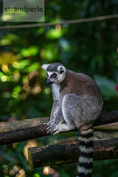 Lemuren in natürlicher Umgebung  Nahaufnahme  Porträt des Tieres auf Guadeloupe au Parc des Mamelles  in der Karibik. Französische Antillen  Frankreich  Europa