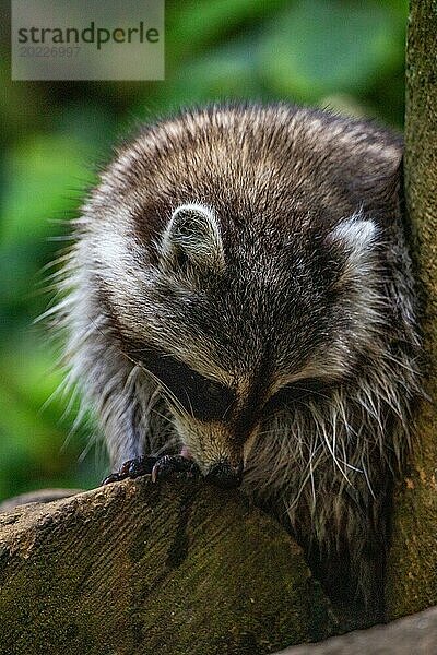 Waschbär in Natürlicher Umgebung  Großaufnahme  Portrait des Tieres auf Guadeloupe au Parc des Mamelles  in der Karibik. Französische Antillen  Frankreich  Europa