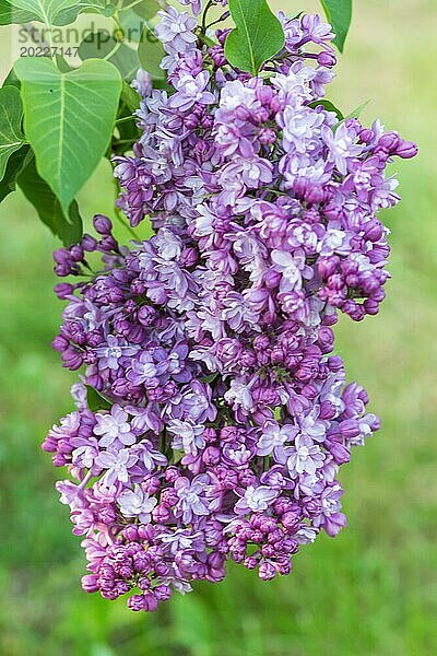 Blühender Flieder im botanischen Garten im Frühling