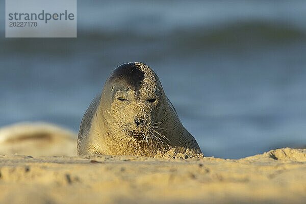 Seehund (Phoca vitulina)  erwachsenes Tier  ruhend an einem Strand  Norfolk  England  Großbritannien  Europa