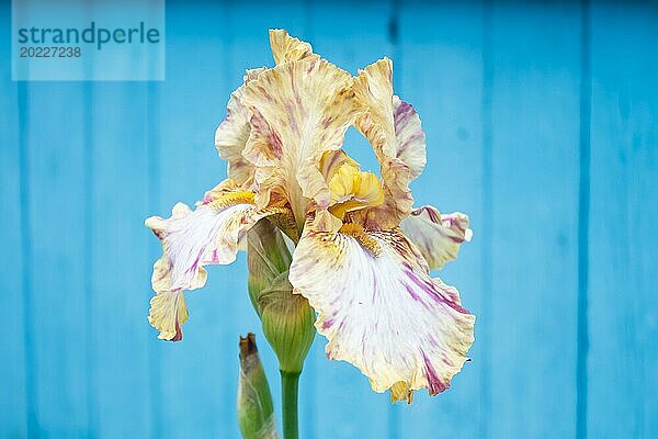 Schöne bunte Irisblume auf blauem hölzernen Hintergrund blühen im Garten. Nahaufnahme  Zerbrechlichkeit und Sommer Konzept