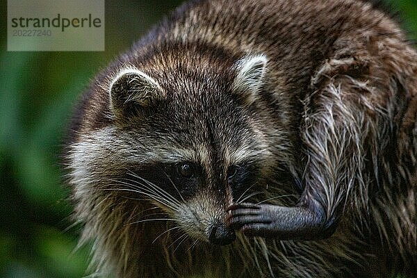 Waschbär in Natürlicher Umgebung  Großaufnahme  Portrait des Tieres auf Guadeloupe au Parc des Mamelles  in der Karibik. Französische Antillen  Frankreich  Europa