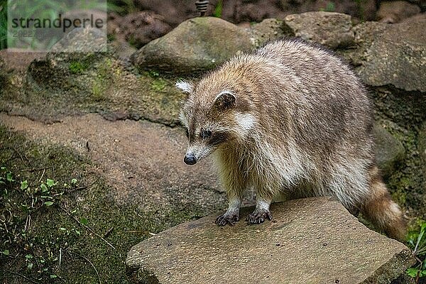 Waschbär in Natürlicher Umgebung  Großaufnahme  Portrait des Tieres auf Guadeloupe au Parc des Mamelles  in der Karibik. Französische Antillen  Frankreich  Europa