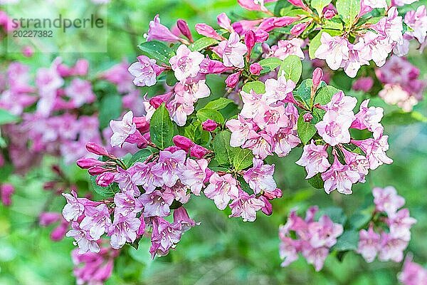 Blühender Weigelazweig im botanischen Garten im Frühling