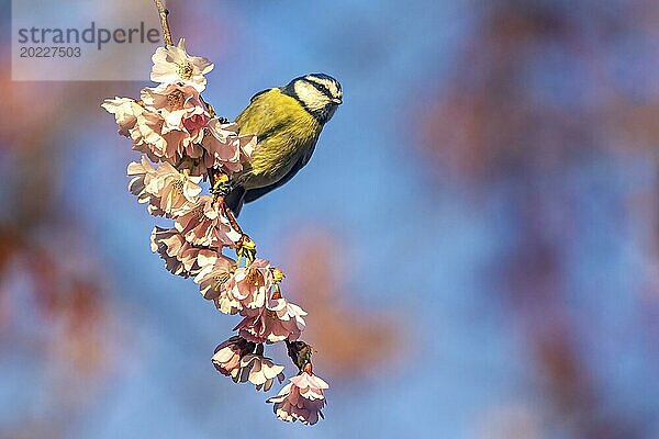 Eine Kohlmeise sitzt auf einem Zweig inmitten leuchtend rosafarbener Kirschblüten in einer heiteren Frühlingsumgebung  Cyanistes caeruleus