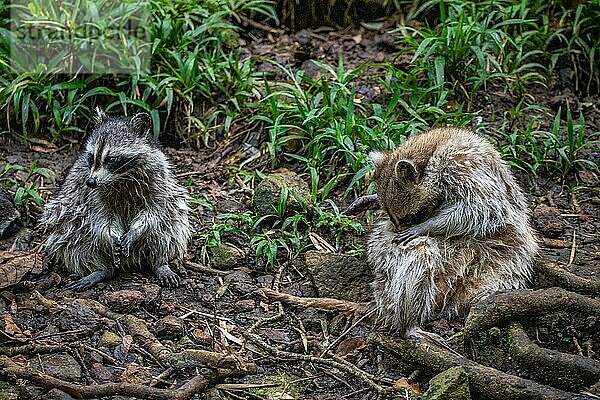 Waschbär in Natürlicher Umgebung  Großaufnahme  Portrait des Tieres auf Guadeloupe au Parc des Mamelles  in der Karibik. Französische Antillen  Frankreich  Europa