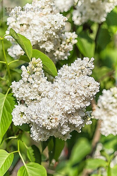 Blühender Flieder im botanischen Garten im Frühling