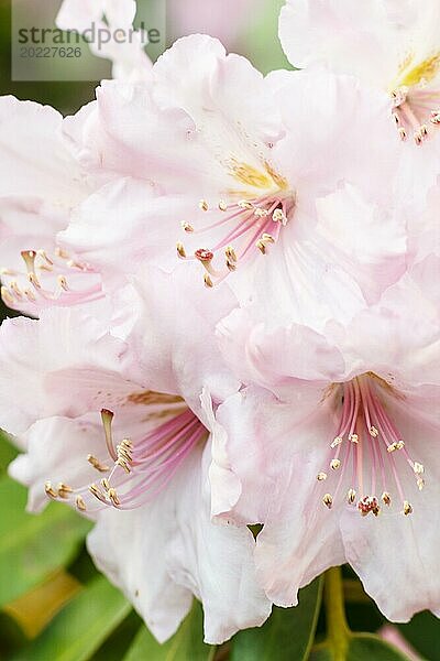 Rhododendron (Azalee) blüht in verschiedenen Farben im Frühlingsgarten. Nahaufnahme. Unscharfer Hintergrund