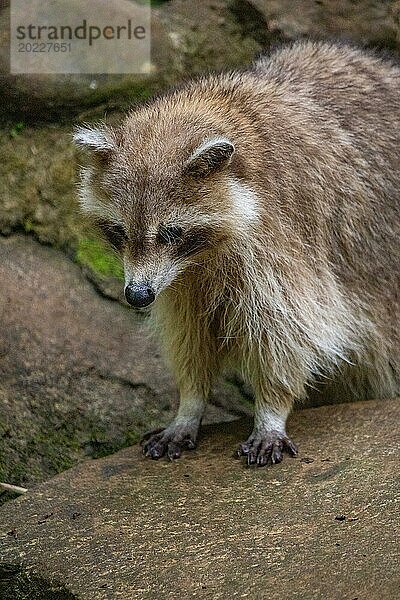 Waschbär in Natürlicher Umgebung  Großaufnahme  Portrait des Tieres auf Guadeloupe au Parc des Mamelles  in der Karibik. Französische Antillen  Frankreich  Europa