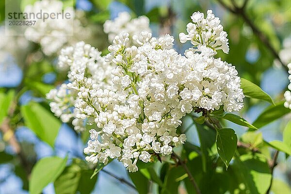 Blühender Flieder im botanischen Garten im Frühling