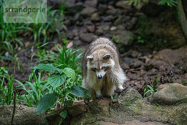 Waschbär in Natürlicher Umgebung  Großaufnahme  Portrait des Tieres auf Guadeloupe au Parc des Mamelles  in der Karibik. Französische Antillen  Frankreich  Europa