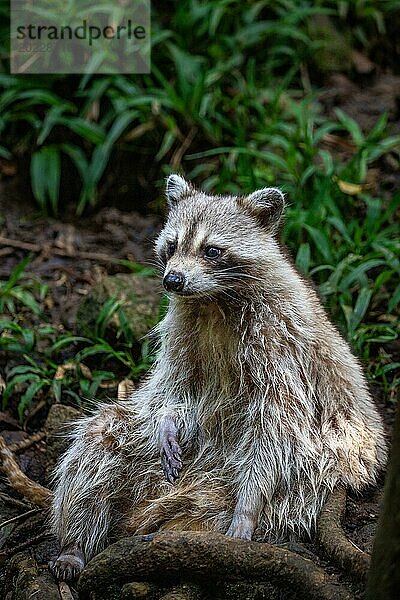 Waschbär in Natürlicher Umgebung  Großaufnahme  Portrait des Tieres auf Guadeloupe au Parc des Mamelles  in der Karibik. Französische Antillen  Frankreich  Europa