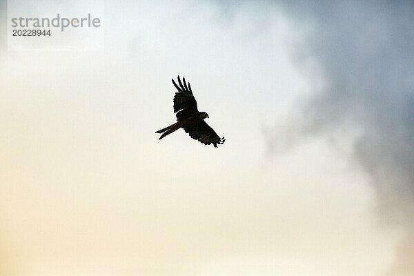 Rotmilan (Milvus milvus) im Flug hält Ausschau nach Beute  Silhouette am Abendhimmel  Wales  Großbritannien  Europa