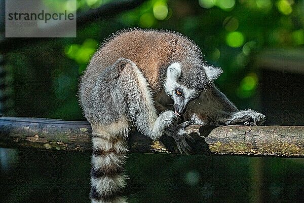 Lemuren in natürlicher Umgebung  Nahaufnahme  Porträt des Tieres auf Guadeloupe au Parc des Mamelles  in der Karibik. Französische Antillen  Frankreich  Europa