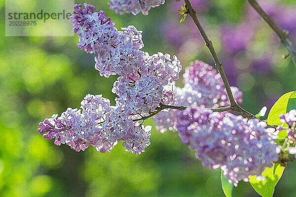 Blühender Flieder im botanischen Garten im Frühling