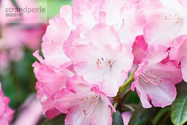 Rhododendron (Azalee) blüht in verschiedenen Farben im Frühlingsgarten. Nahaufnahme. Unscharfer Hintergrund