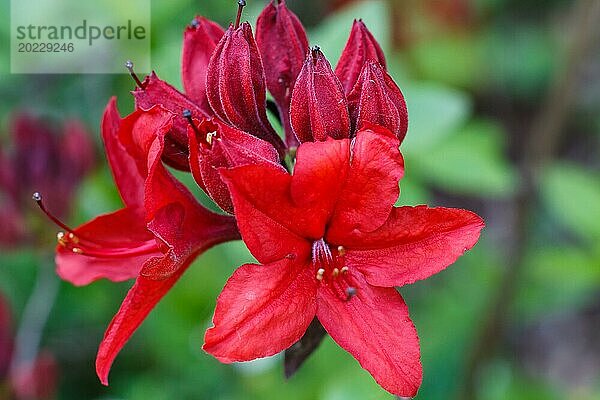 Rhododendron (Azalee) blüht in verschiedenen Farben im Frühlingsgarten. Nahaufnahme. Unscharfer Hintergrund