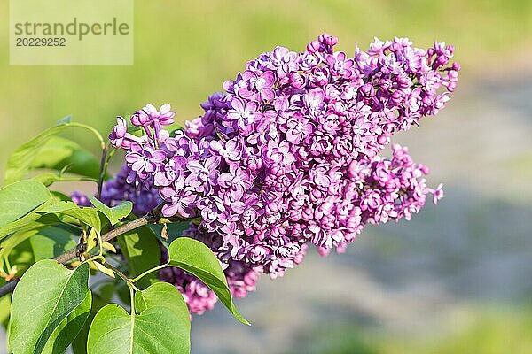 Blühender Flieder im botanischen Garten im Frühling