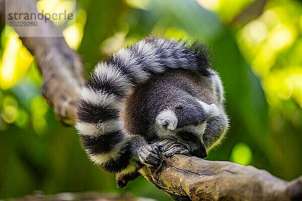 Lemuren in natürlicher Umgebung  Nahaufnahme  Porträt des Tieres auf Guadeloupe au Parc des Mamelles  in der Karibik. Französische Antillen  Frankreich  Europa