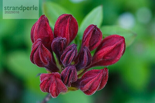 Violette Knospen von Rhododendron (Azalee) im Frühlingsgarten. Nahaufnahme. Unscharfer Hintergrund