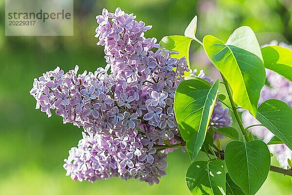 Blühender Flieder im botanischen Garten im Frühling