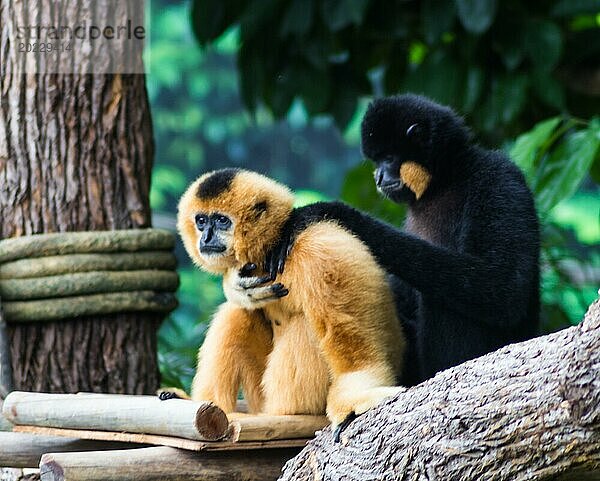 Schwarzer Affe tröstet seinen Freund in einem Zoo in Singapur