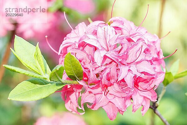 Rhododendron (Azalee) blüht in verschiedenen Farben im Frühlingsgarten. Nahaufnahme. Unscharfer Hintergrund