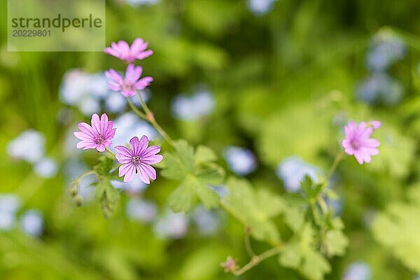 Blühender Geranienzweig im botanischen Garten im Frühling