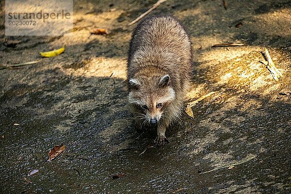 Waschbär in Natürlicher Umgebung  Großaufnahme  Portrait des Tieres auf Guadeloupe au Parc des Mamelles  in der Karibik. Französische Antillen  Frankreich  Europa