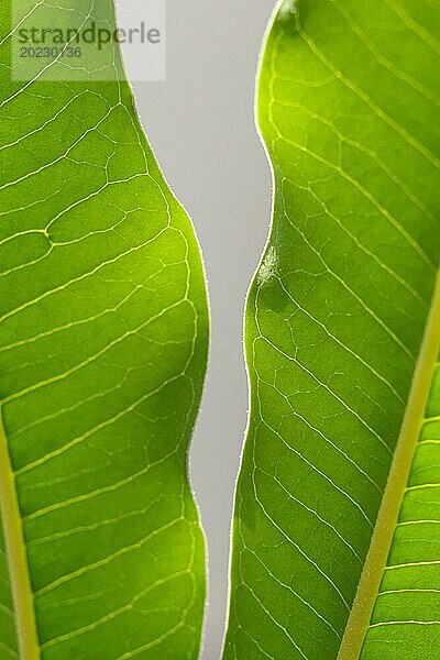 Junge hellgrüne Blätter der tropischen Pflanze mit Sonnenlicht in einem botanischen Garten Closeup. Unscharfer Hintergrund