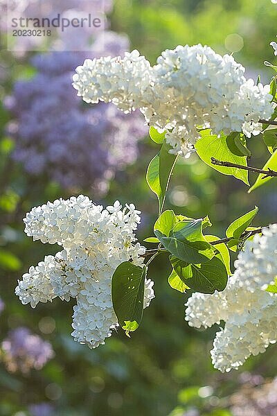 Blühender Flieder im botanischen Garten im Frühling