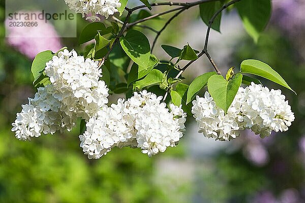 Blühender Flieder im botanischen Garten im Frühling