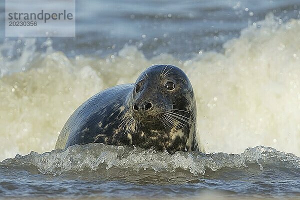 Kegelrobbe (Halichoerus grypus)  erwachsenes Tier in der Brandung des Meeres ruhend  Norfolk  England  Großbritannien  Europa