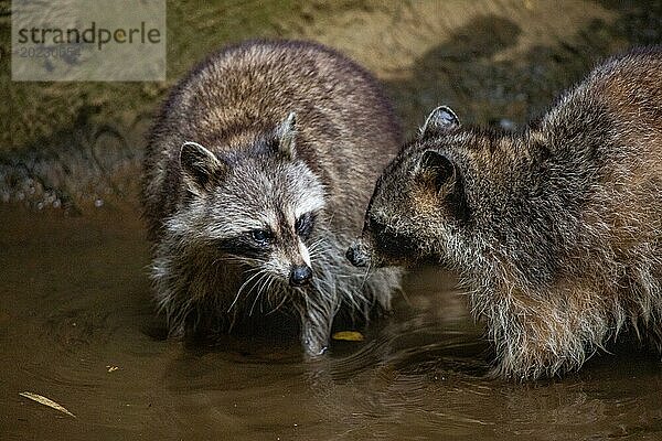 Waschbär in Natürlicher Umgebung  Großaufnahme  Portrait des Tieres auf Guadeloupe au Parc des Mamelles  in der Karibik. Französische Antillen  Frankreich  Europa