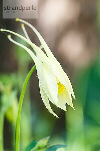 Gelbe Akelei Blüte auf grünem  unscharfem Hintergrund. Nahaufnahme