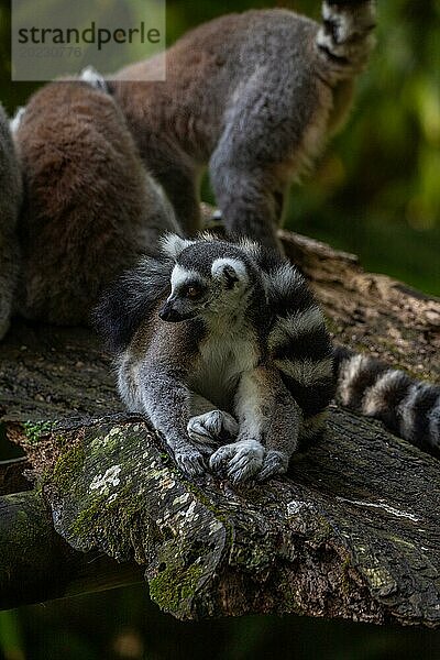 Lemuren in natürlicher Umgebung  Nahaufnahme  Porträt des Tieres auf Guadeloupe au Parc des Mamelles  in der Karibik. Französische Antillen  Frankreich  Europa