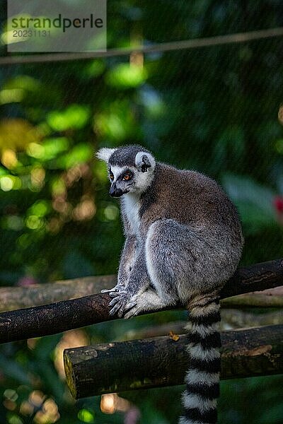 Lemuren in natürlicher Umgebung  Nahaufnahme  Porträt des Tieres auf Guadeloupe au Parc des Mamelles  in der Karibik. Französische Antillen  Frankreich  Europa