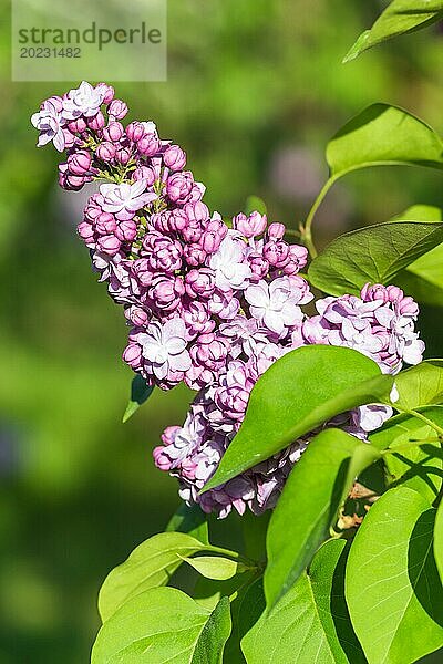 Blühender Flieder im botanischen Garten im Frühling