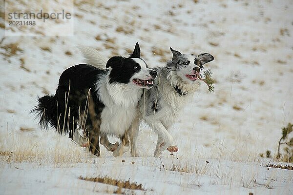 Zwei Border Collies laufen fröhlich durch die verschneite Landschaft  Amazing Dogs in the Nature