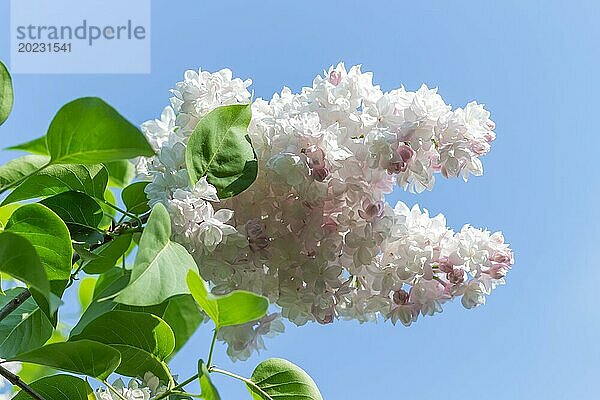 Blühender Flieder im botanischen Garten im Frühling