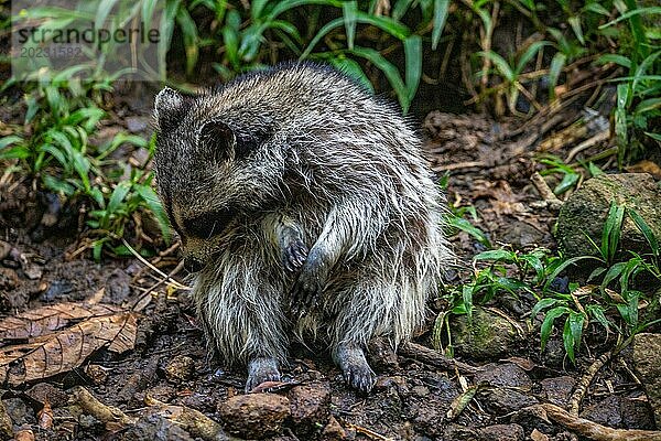 Waschbär in Natürlicher Umgebung  Großaufnahme  Portrait des Tieres auf Guadeloupe au Parc des Mamelles  in der Karibik. Französische Antillen  Frankreich  Europa