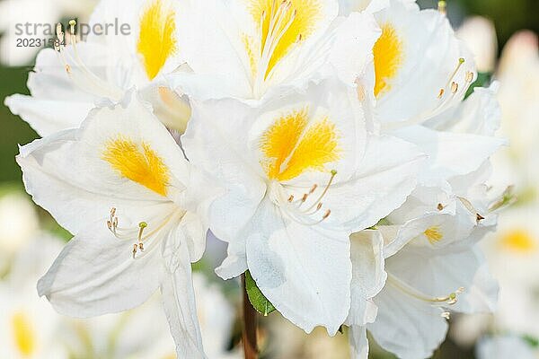 Rhododendron (Azalee) blüht in verschiedenen Farben im Frühlingsgarten. Nahaufnahme. Unscharfer Hintergrund